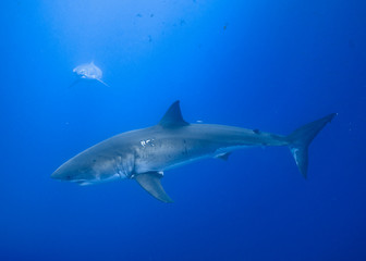 Great White Shark, Guadalupe Island, Isla Guadalupe, White Shark, Cage Diving
