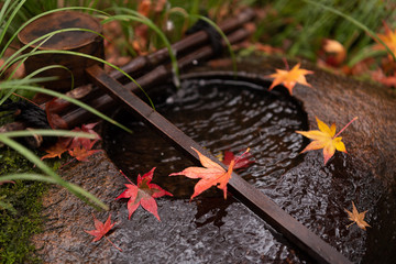 Autumn leaves fall on the Japanese stone and wood hand bowl in the traditional Japanese garden in Kyoto.