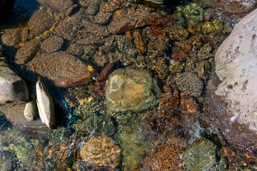 A small transparent stream flows along the stone bottom in the Altai mountains.