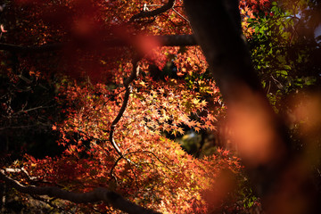 Colorful autumn leaves in Kyoto. Japan.