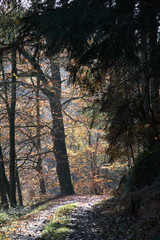 Obraz premium Herbstwald