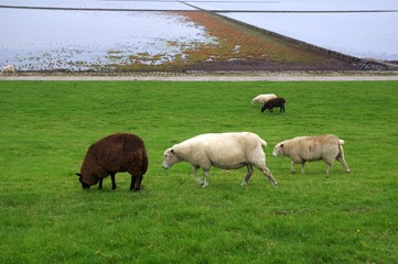 Verschiedenfarbige Schafe