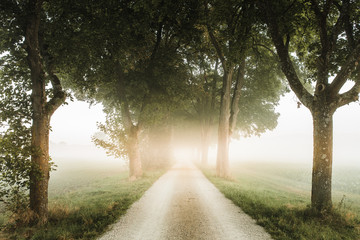 Misty gravel road ally on a cold autumn morning. Sunbeams in the morning mist creating a very moody almost magical scenery. Perfect for inspirational images.