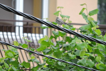 A portrait of a young white wagtail with ruffled feathers and lowered wings and sitting on a cable