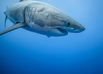 Fototapeta premium Great White Shark, Guadalupe Island, Isla Guadalupe, White Shark, Cage Diving