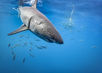 Fototapeta premium Great White Shark, Guadalupe Island, Isla Guadalupe, White Shark, Cage Diving