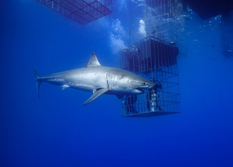 Great White Shark, Guadalupe Island, Isla Guadalupe, White Shark, Cage Diving