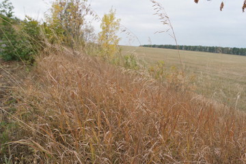 Obraz premium field of wheat