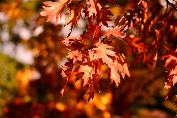 maple leaves in autumn