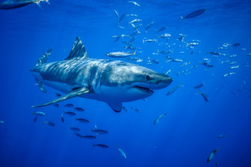 Naklejka premium Great White Shark, Guadalupe Island, Isla Guadalupe, White Shark, Cage Diving