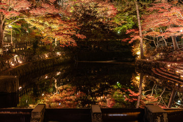 Autumn leaves light up in Iwayado Park, reflect on the river at night in Japan.