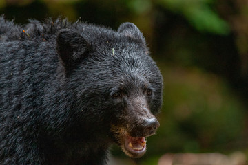 Black Bear in the Great Bear Rainforest