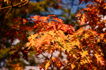 autumn leaves on tree