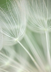 Abstract of Salsify Seed Head