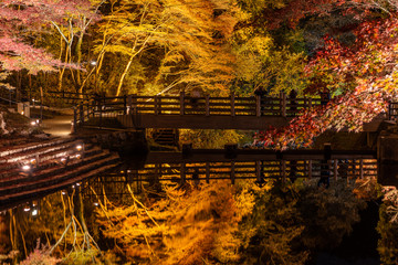Autumn leaves in Iwayado Park,light up around the bridge and reflect on the river at night time in Japan.