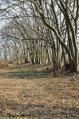 Landscape with bare plants and descending branches