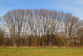 Large group of bare tall plants