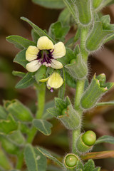 Macrophotographie de fleur sauvage - 