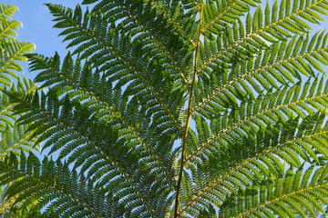 Close up of intricate fern fronds against a blue sky