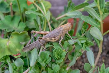 Saltamontes