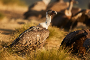 Fototapeta premium European Vulture in nature from spain