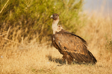 European Vulture in nature from spain