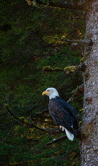 Bald Eagle in tree