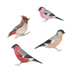 Set of watercolor birds. Bullfinch and waxwing