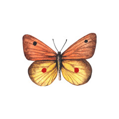 Watercolor illustration. Yellow saffron butterfly. Isolated on white background hand painted.