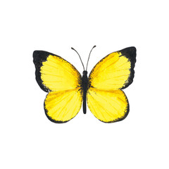 Yellow butterfly. Watercolor illustration isolated on white background. Hand painted.