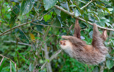 Juvenile Sloth in Tree