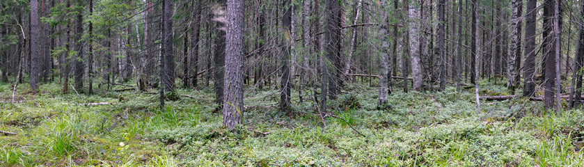 panorama of coniferous summer forest on a cloudy day