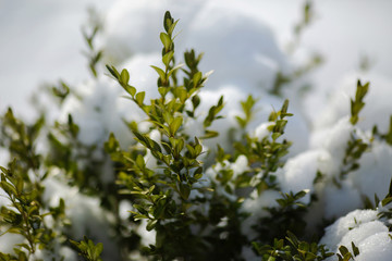 Boxwood bush with green leaves covered with snow