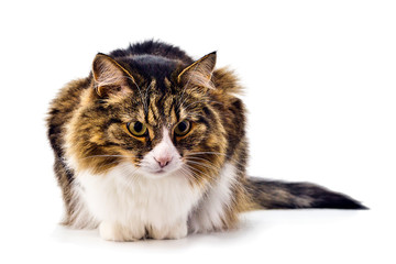 lying domestic cat isolated on white background