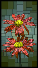 Vector stained glass window with blooming pyrethrum.