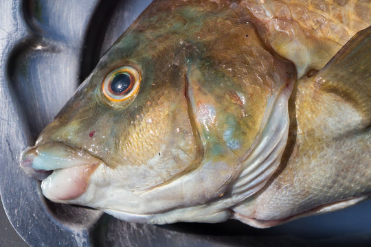 Brown ballan wrasse on a pewter dish after fishing in Brittany