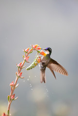 Hummingbird at Tropical Flower