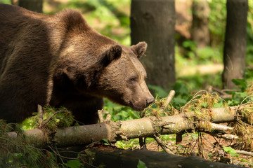 The brown bear (Ursus arctos) in its natural environment natural scene from forest habitat