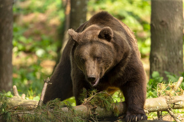 The brown bear (Ursus arctos) in its natural environment natural scene from forest habitat