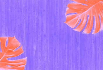 Tropical background with pink Monstera leaves on a purple background