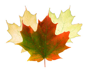 Fototapeta premium Real and stylized Maple leaves on a white background