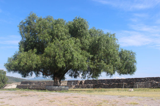 &aacute;rbol frondoso