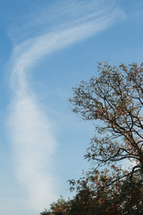 Fototapeta premium tree in the sky