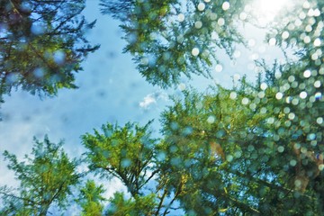Blurred Trees Raindrops reflected