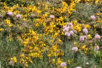 Gorse and sea thrift flowers blooming near the coast in Brittany