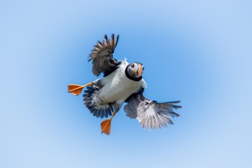 eagle in flight