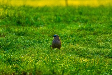 bird in the grass