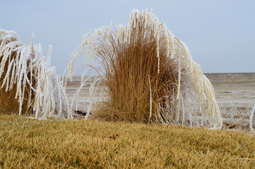 icy grass windblown