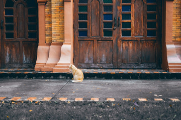 orange cat tabby feline sitting on floor © 88studio