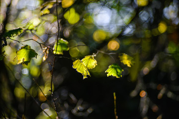 Autumn Sun Reflecting Off The Remaining Leaf On A Branches, Fall Foliage Scenery In The Pacific Northwest Forest, Washington, United States